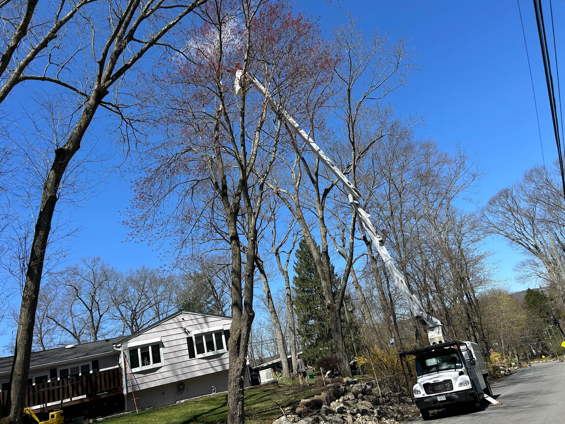 gwl-tree-removal-company Real customer review from tree removal services in 2025